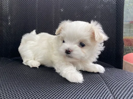 マルチーズのサムネイル画像3