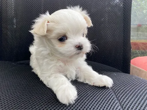 マルチーズのサムネイル画像5