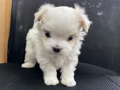 マルチーズのサムネイル画像6