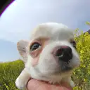 チワワ
Chihuahua115-1