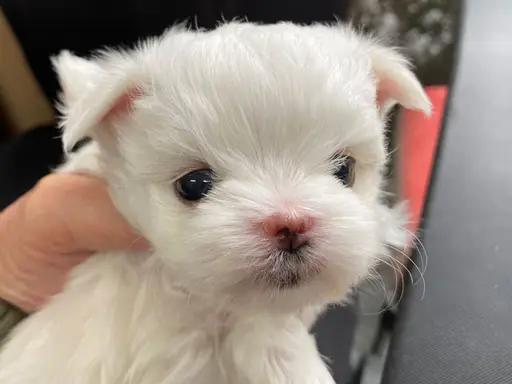 マルチーズの子犬販売