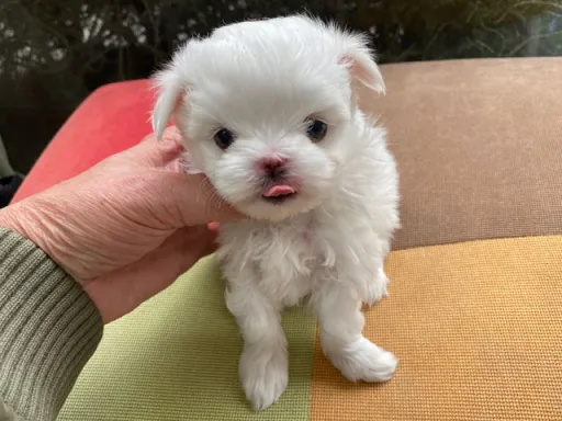 マルチーズのサムネイル画像2