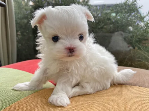 マルチーズのサムネイル画像3