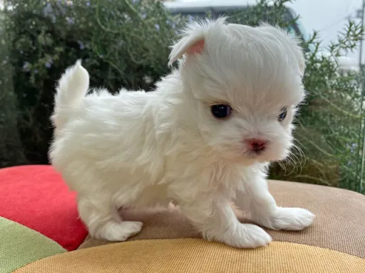 マルチーズのサムネイル画像4