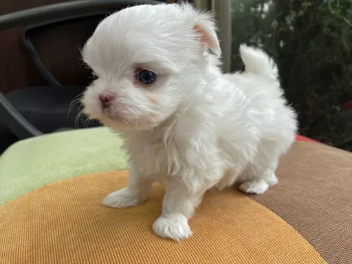 マルチーズのサムネイル画像5