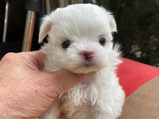 マルチーズのサムネイル画像6