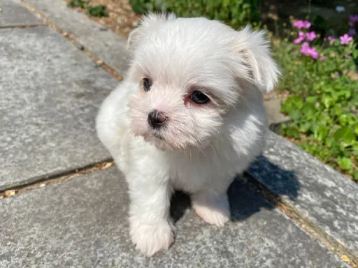 マルチーズのサムネイル画像3