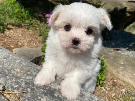 マルチーズのサムネイル画像4