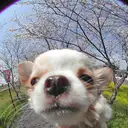 チワワ
Chihuahua115-6