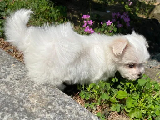 マルチーズのサムネイル画像5