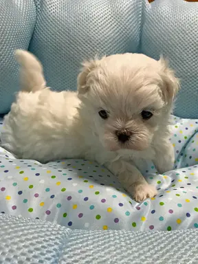 マルチーズの子犬販売