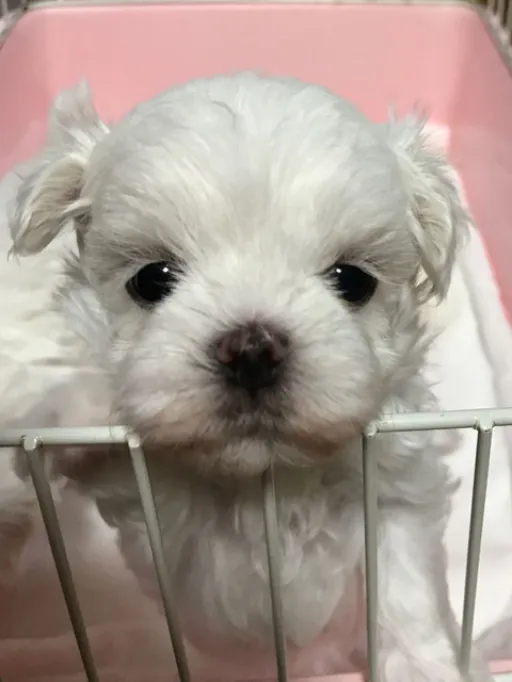 マルチーズのサムネイル画像2