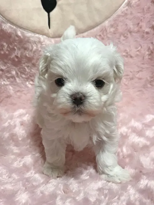 マルチーズのサムネイル画像3