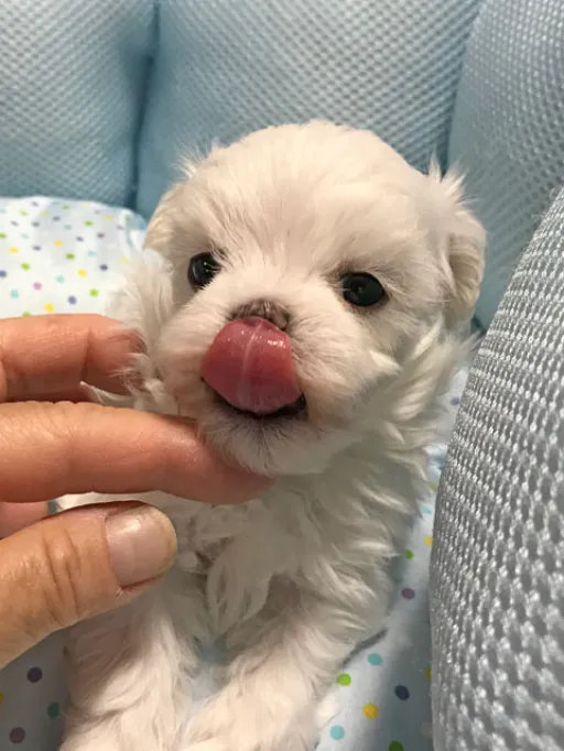 マルチーズのサムネイル画像4