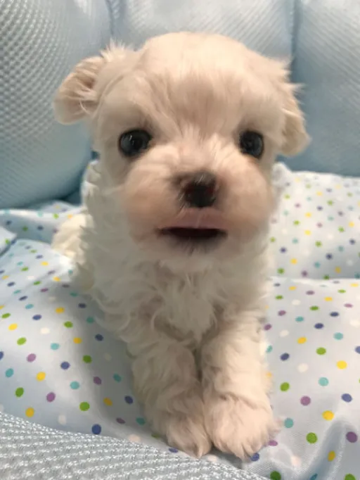 マルチーズのサムネイル画像6