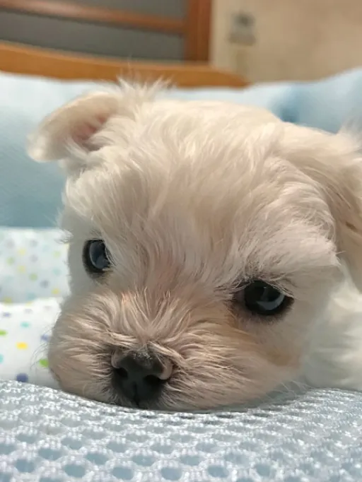 マルチーズのサムネイル画像2