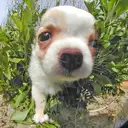 チワワ
Chihuahua115-5