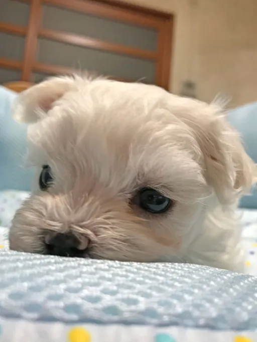 マルチーズのサムネイル画像3