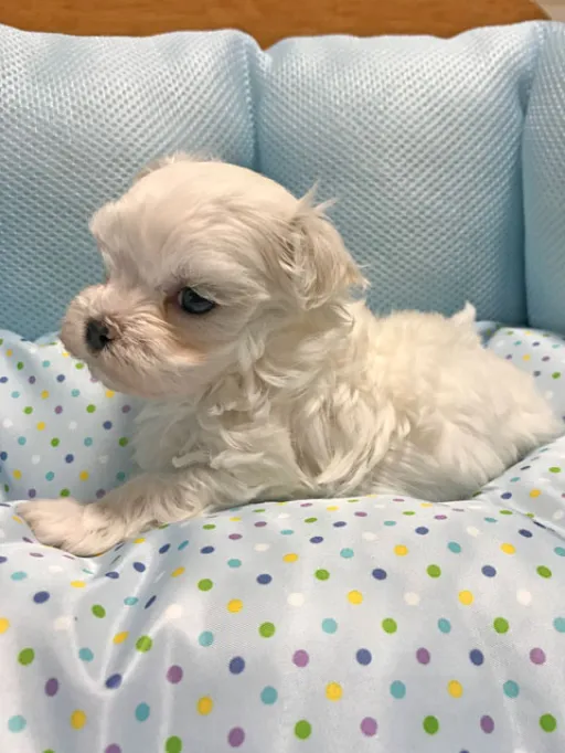 マルチーズのサムネイル画像4