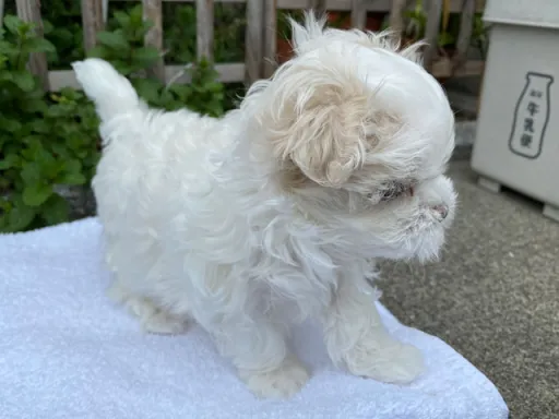 マルチーズのサムネイル画像4
