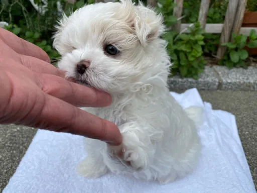 マルチーズのサムネイル画像6