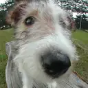 ワイアー・フォックステリア
Wire Fox Terrier003-5