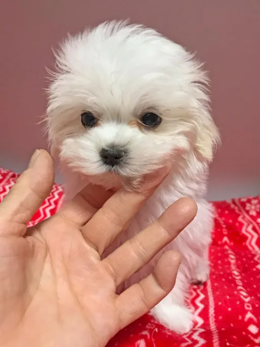 マルチーズのサムネイル画像1