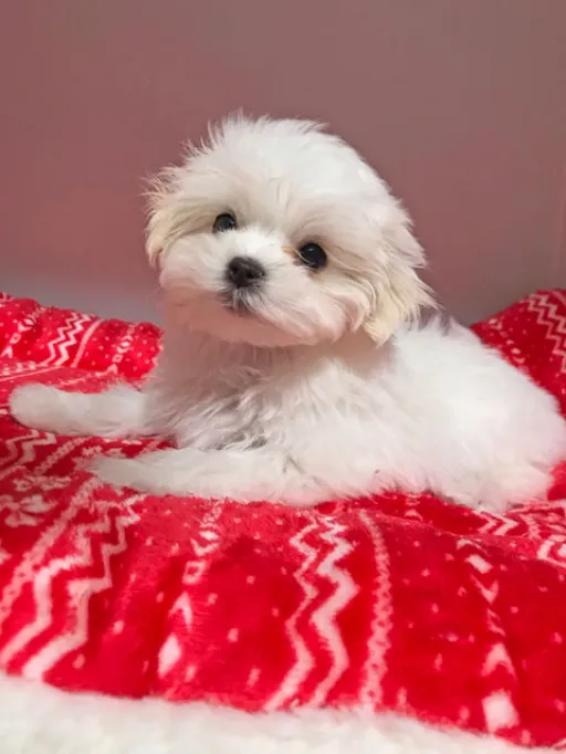 マルチーズのサムネイル画像2