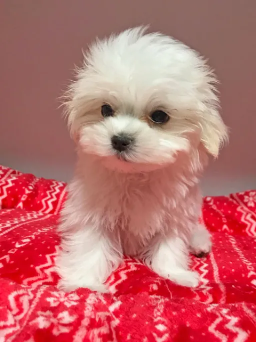 マルチーズのサムネイル画像3