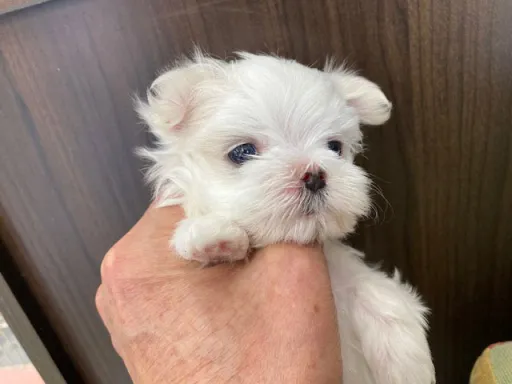 マルチーズのサムネイル画像2