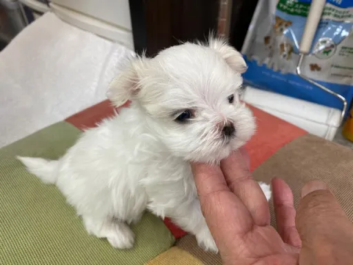 マルチーズのサムネイル画像4
