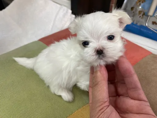 マルチーズのサムネイル画像5