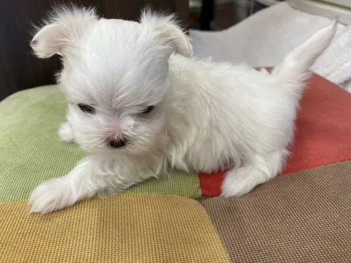 マルチーズのサムネイル画像6
