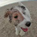 ワイアー・フォックステリア
Wire Fox Terrier003-4