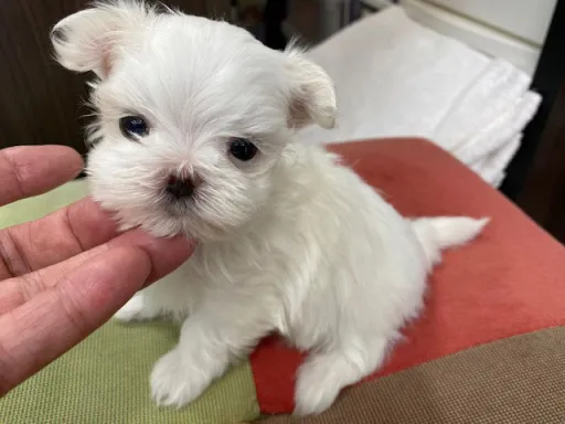 マルチーズのサムネイル画像7