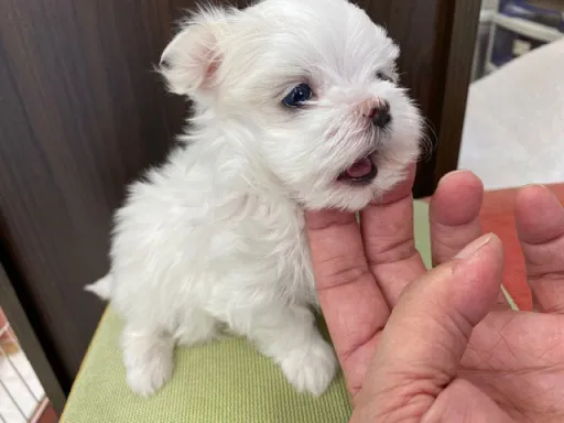 マルチーズのサムネイル画像8