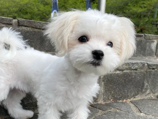 マルチーズのサムネイル画像1