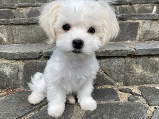 マルチーズのサムネイル画像2