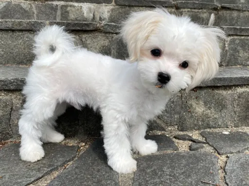 マルチーズのサムネイル画像3