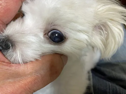 マルチーズのサムネイル画像6