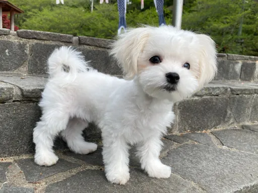 マルチーズのサムネイル画像7