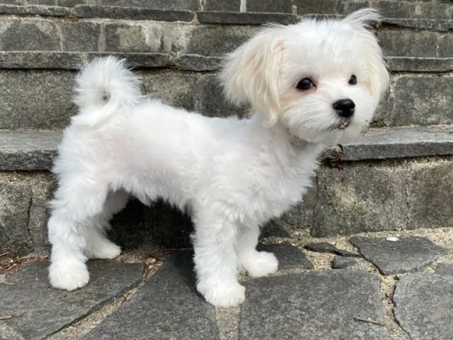 マルチーズのサムネイル画像8