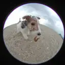 ワイアー・フォックステリア
Wire Fox Terrier003-3