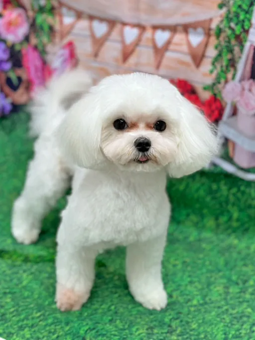 マルチーズのサムネイル画像1