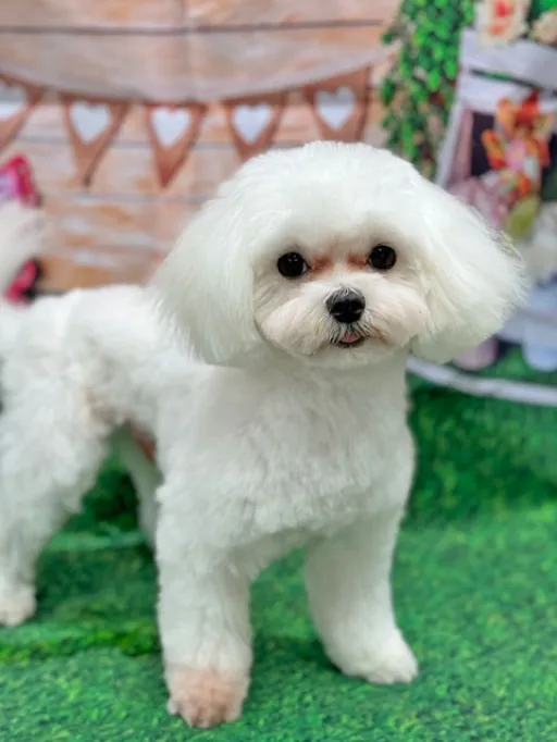 マルチーズのサムネイル画像2