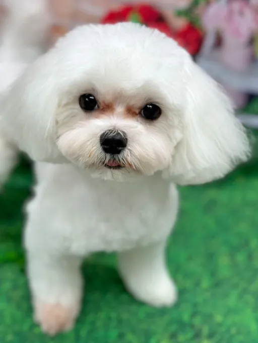 マルチーズのサムネイル画像3