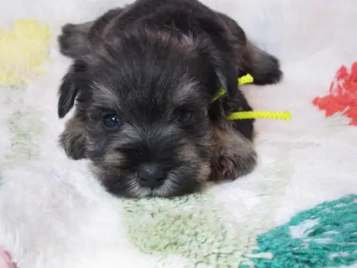 ミニチュア・シュナウザーの子犬販売