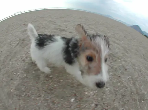 ワイアー・フォックステリア
Wire Fox Terrier003-2