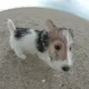 ワイアー・フォックステリア
Wire Fox Terrier003-2