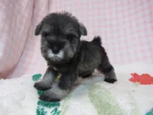 ミニチュア・シュナウザー